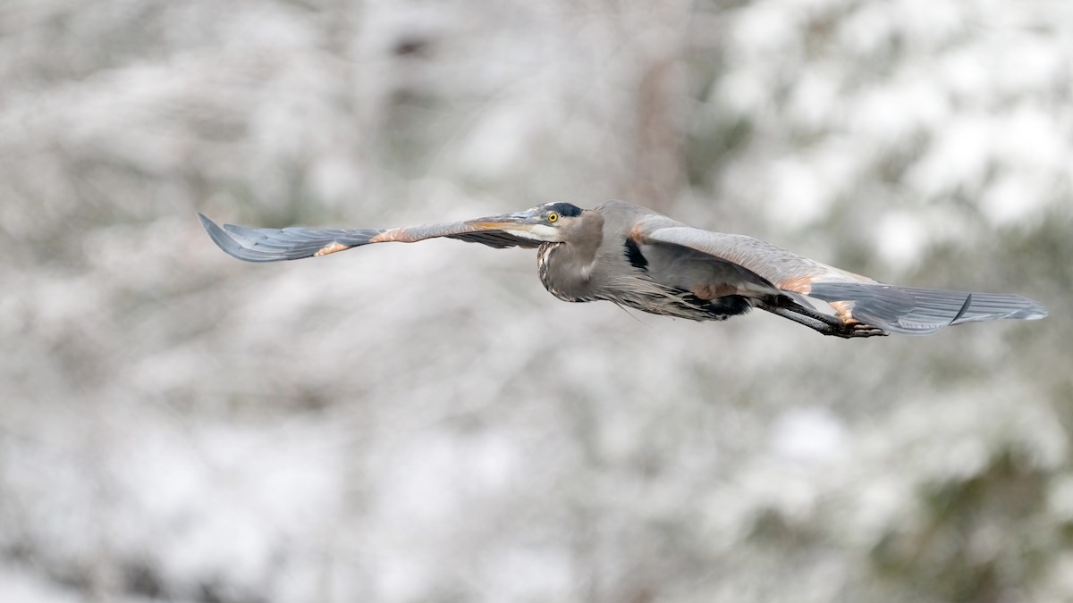 Great Blue Heron - ML646645680