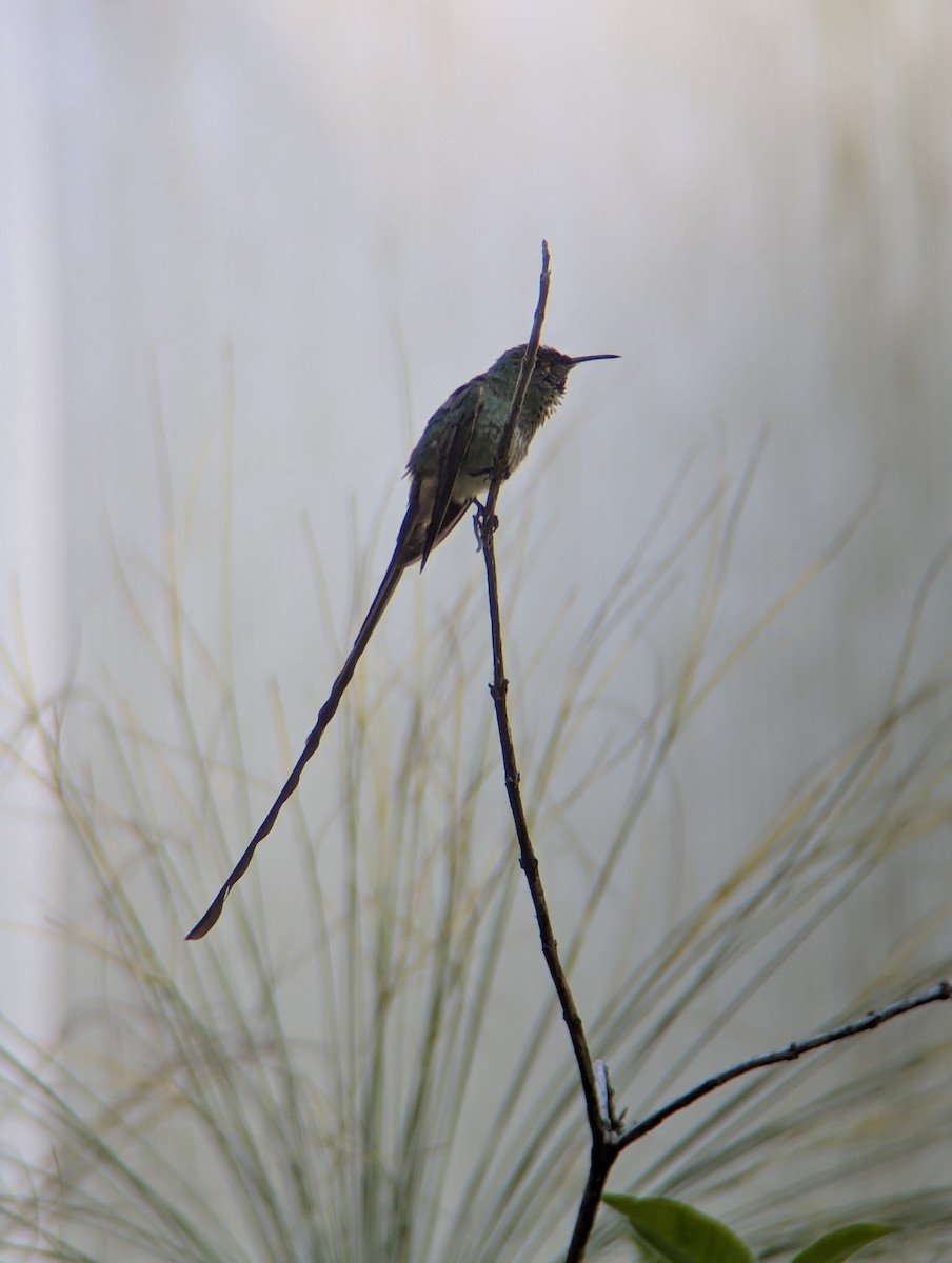 Uzun Kuyruklu Kolibri - ML646645684