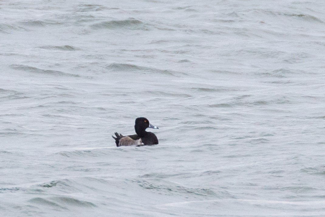 polák proužkozobý - ML646645685