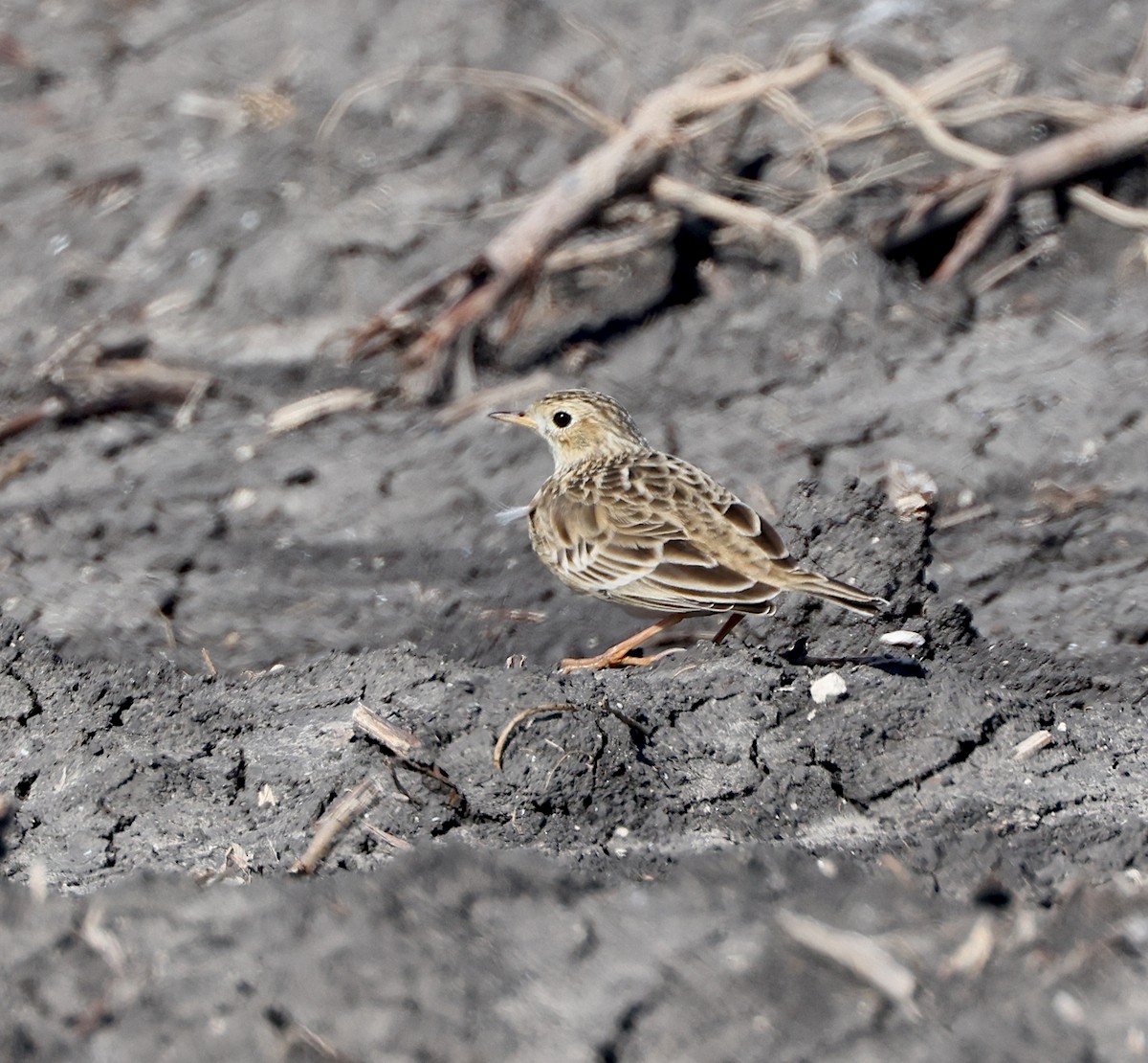 Sprague's Pipit - ML646645686