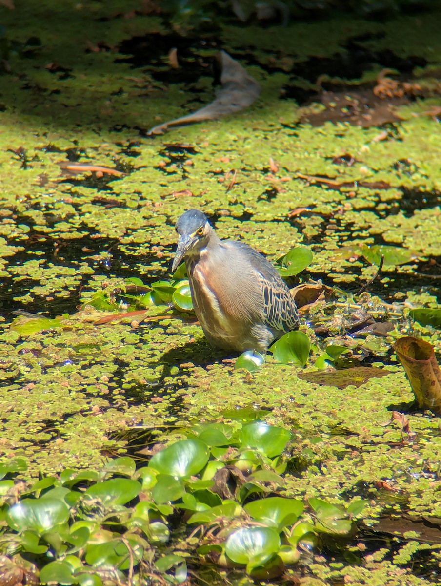 Tropikal Yeşil Balıkçıl - ML646645687