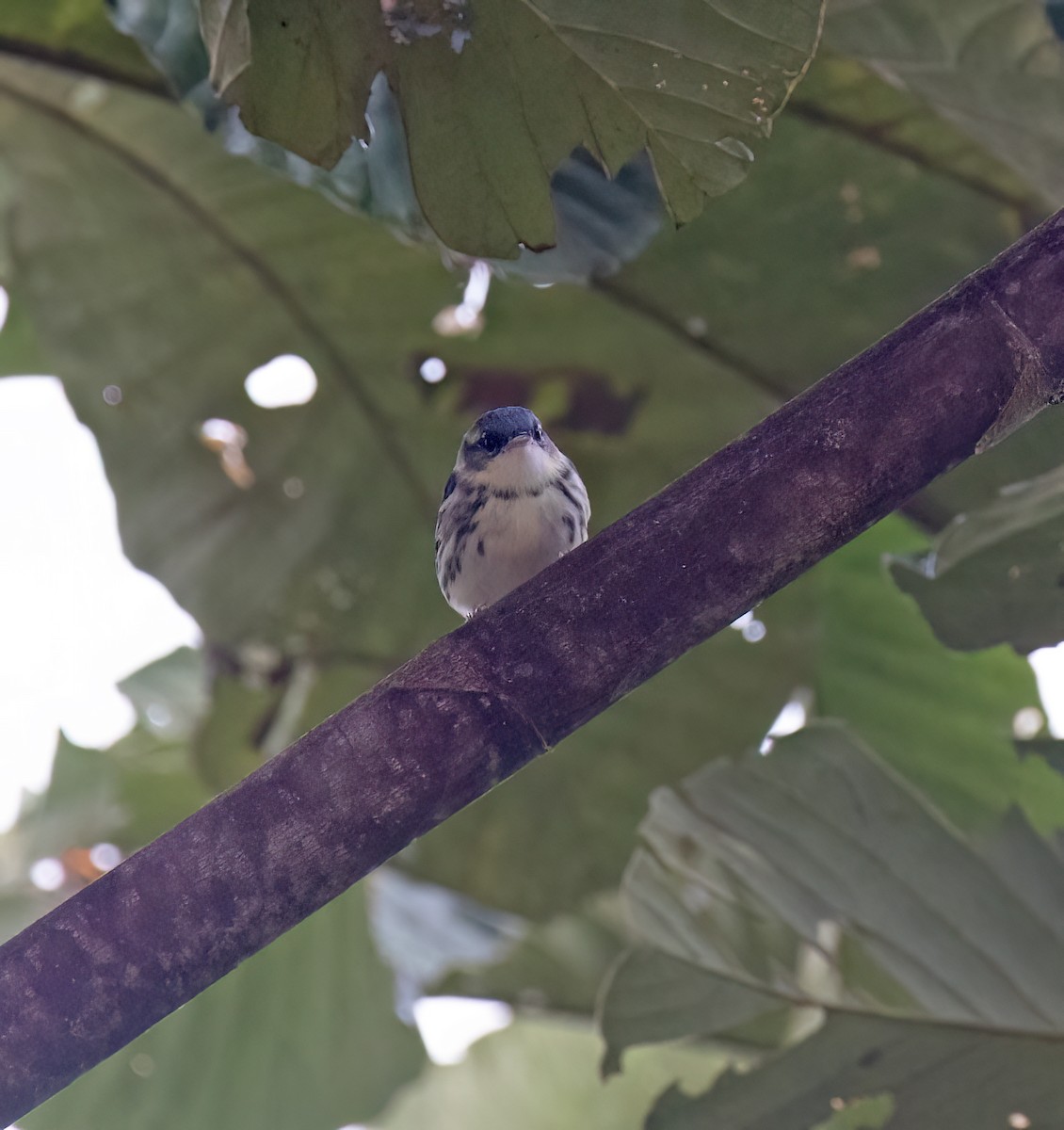 Cerulean Warbler - ML646645690