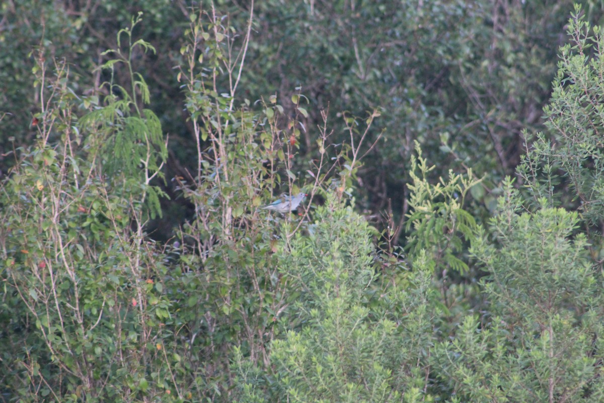 Саяка синя - ML646645695