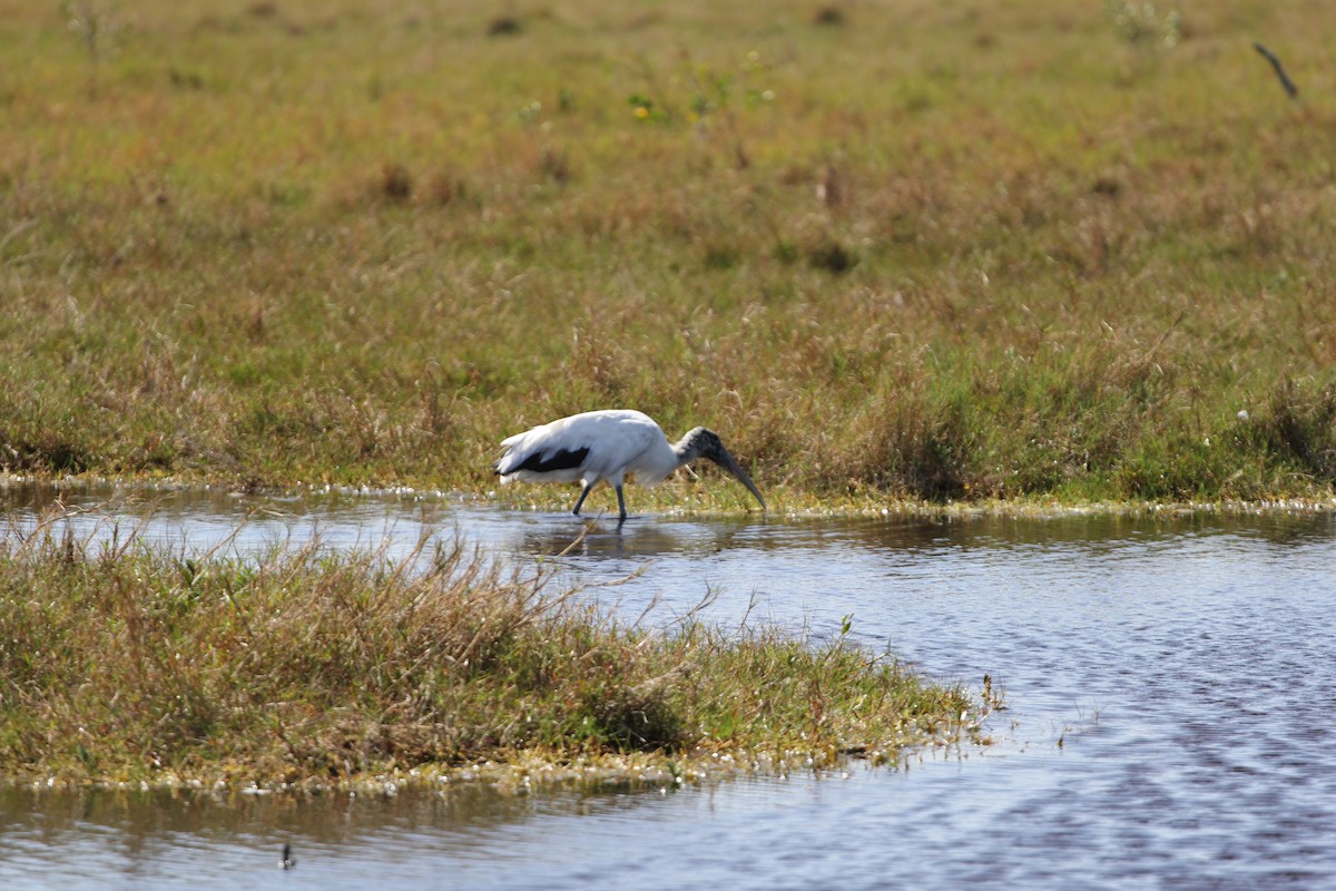 Міктерія - ML646645696