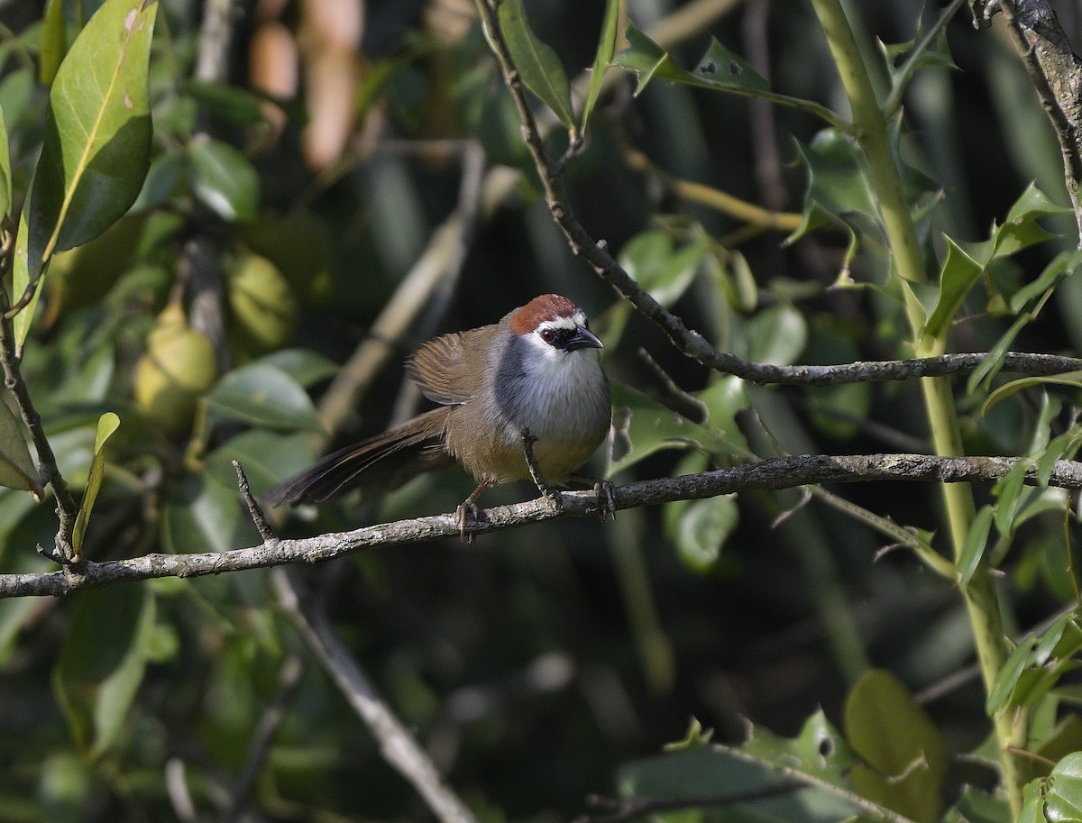 Тимелія червоноголова - ML646645697