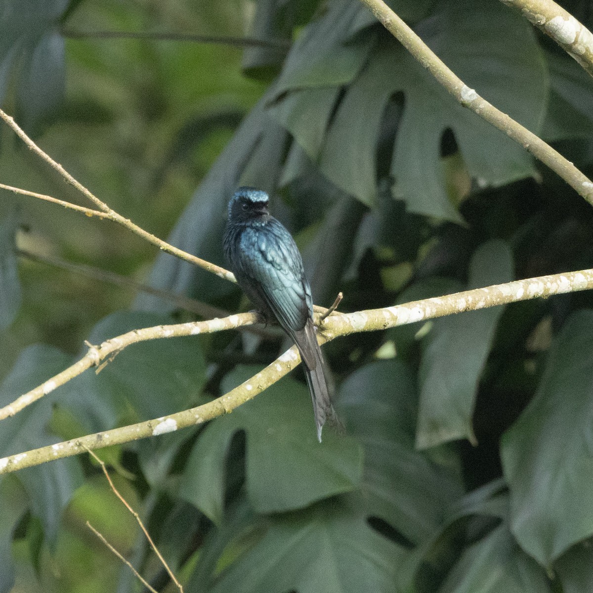 Дронго чорний/сірий - ML646645700