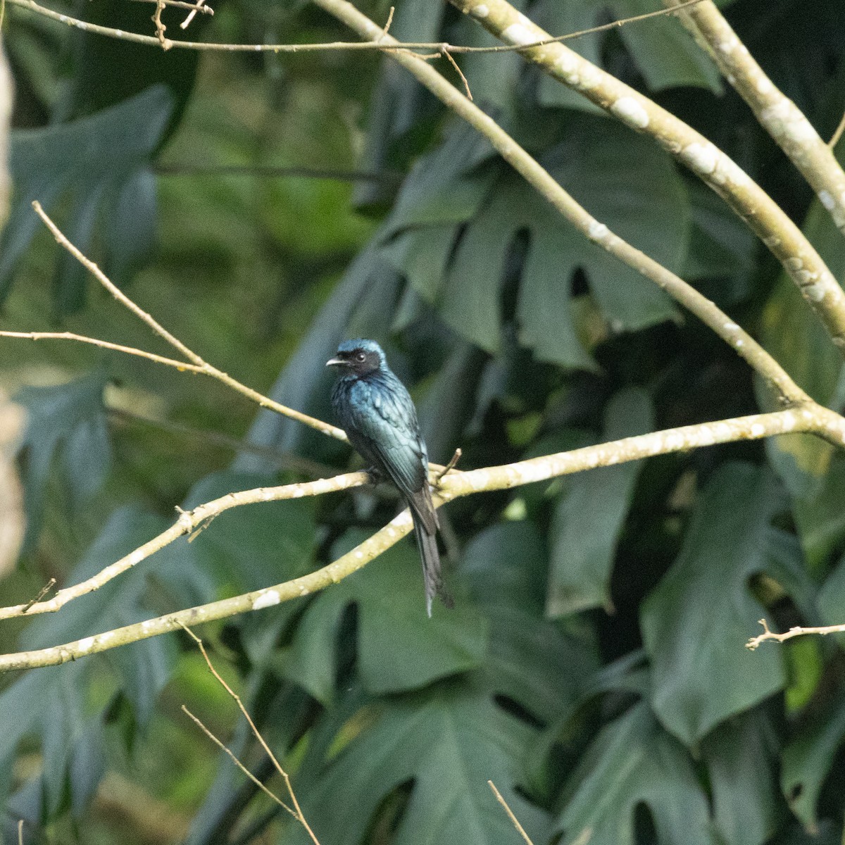 Дронго чорний/сірий - ML646645701