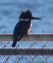 Рибалочка-чубань північний - ML646645703