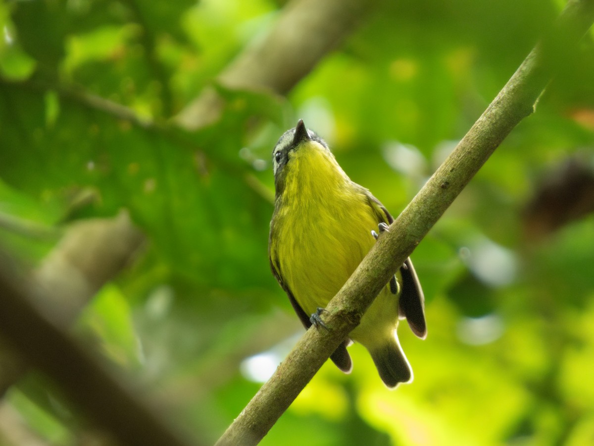 Yellow-bellied Tyrannulet - ML646645704