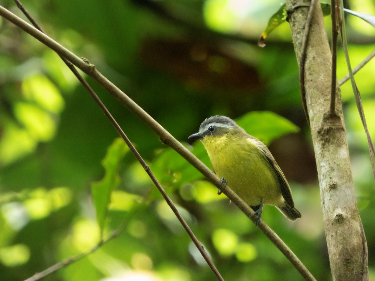 Yellow-bellied Tyrannulet - ML646645705