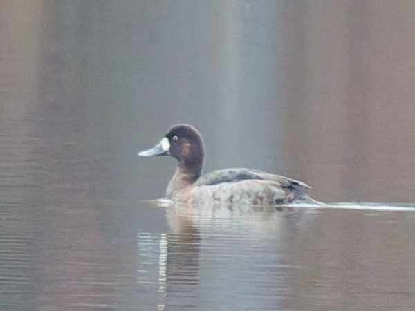 Moretta grigia - ML646645706