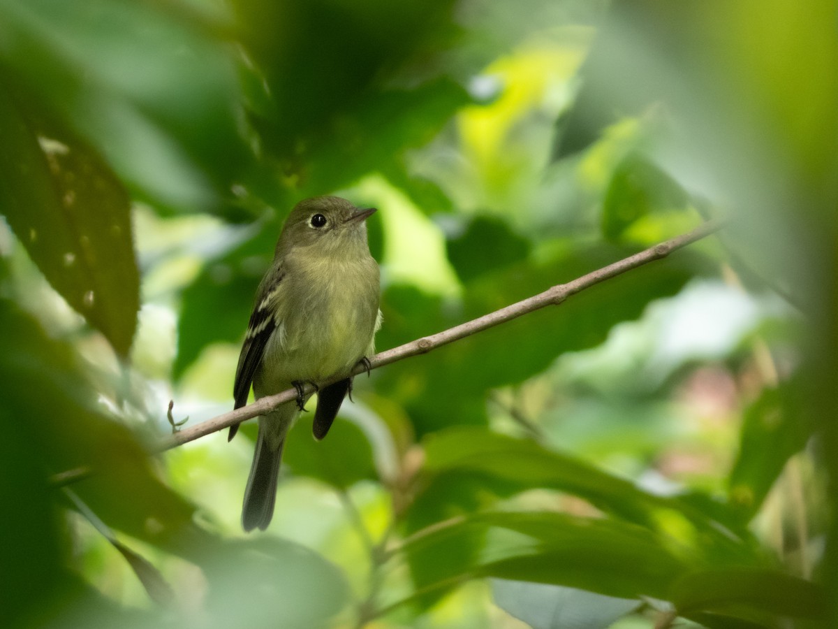 Yellow-bellied Flycatcher - ML646645707