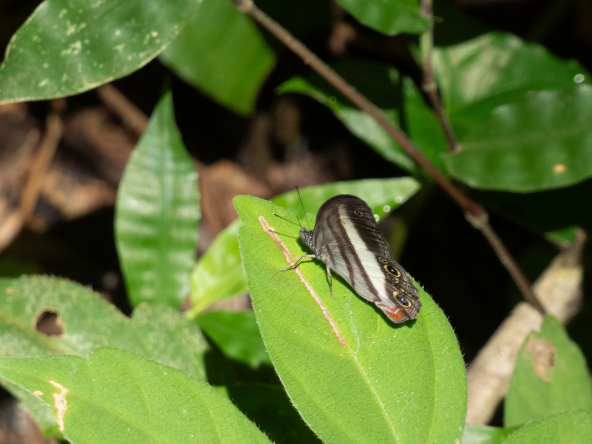 White-banded Satyr - ML646645711