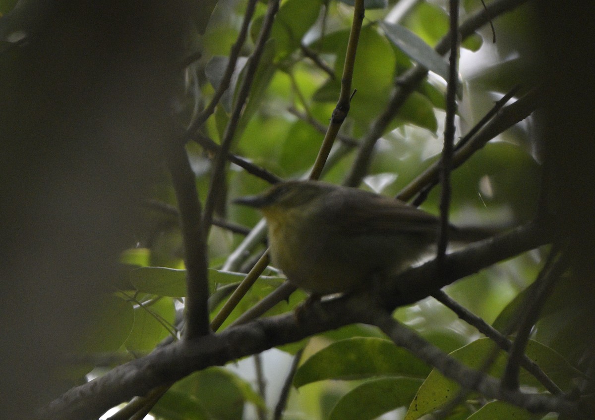 Синчівка жовточерева - ML646645713