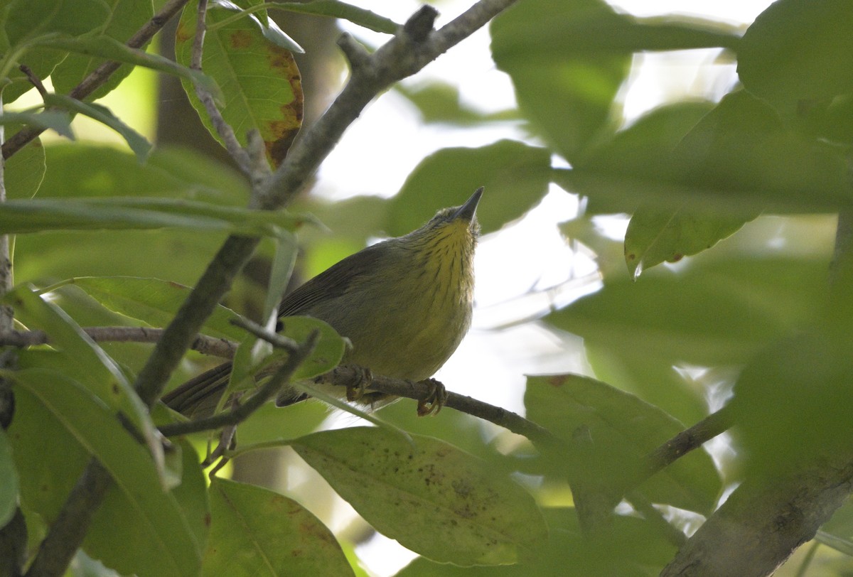 Синчівка жовточерева - ML646645714