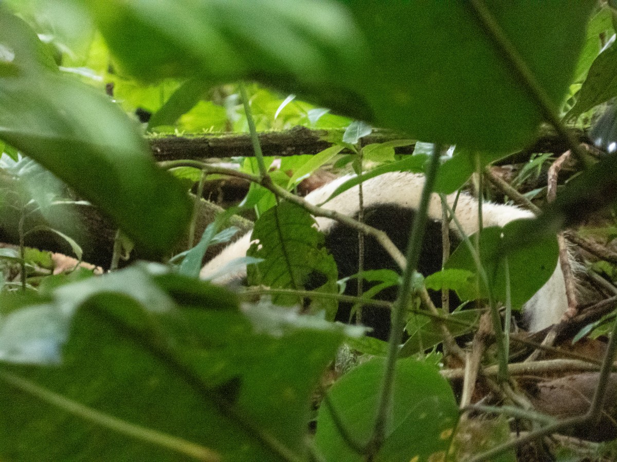 American Hog-nosed Skunk - ML646645715