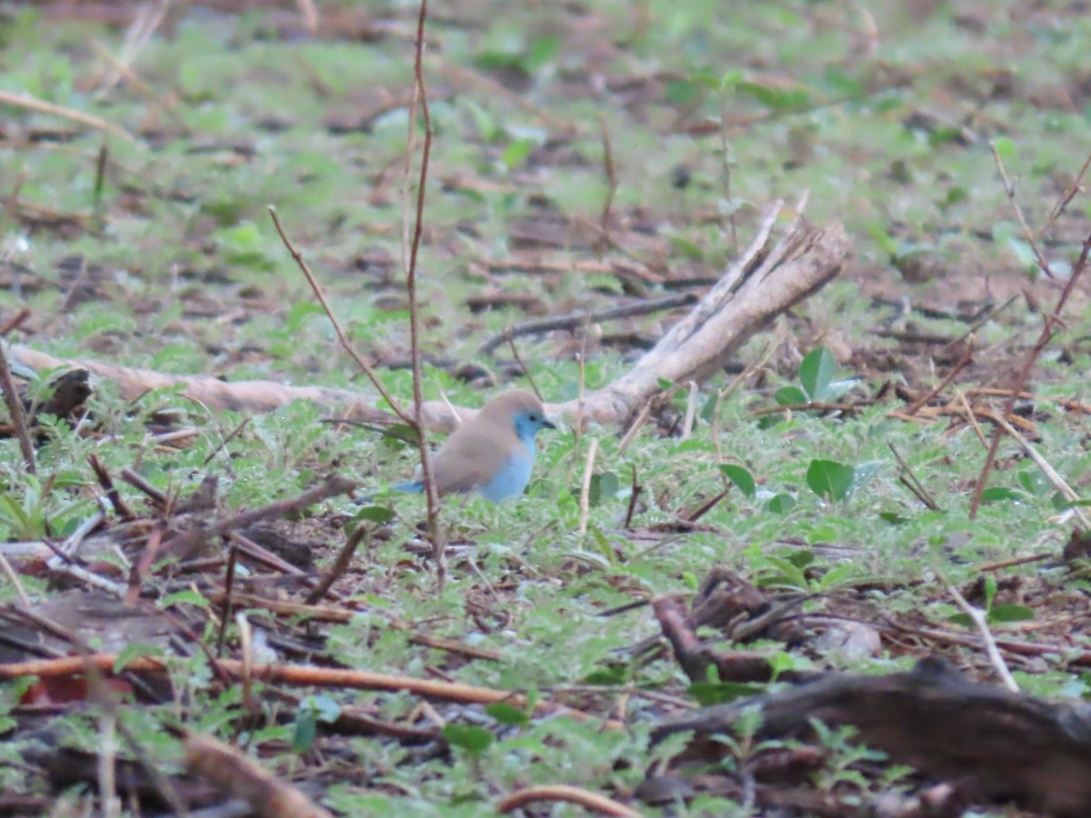 Астрильд-метелик савановий - ML646645716
