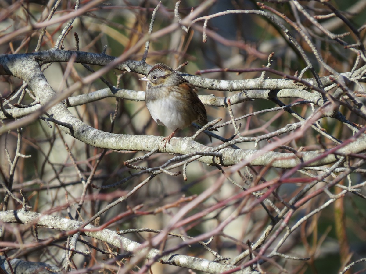 Swamp Sparrow - ML646645718