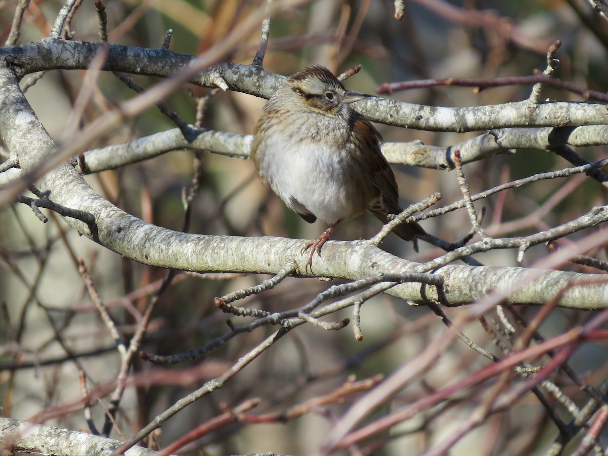 Swamp Sparrow - ML646645719