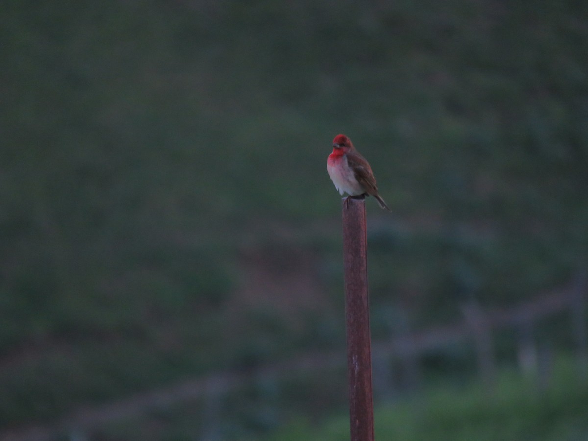 Common Rosefinch - ML646645720