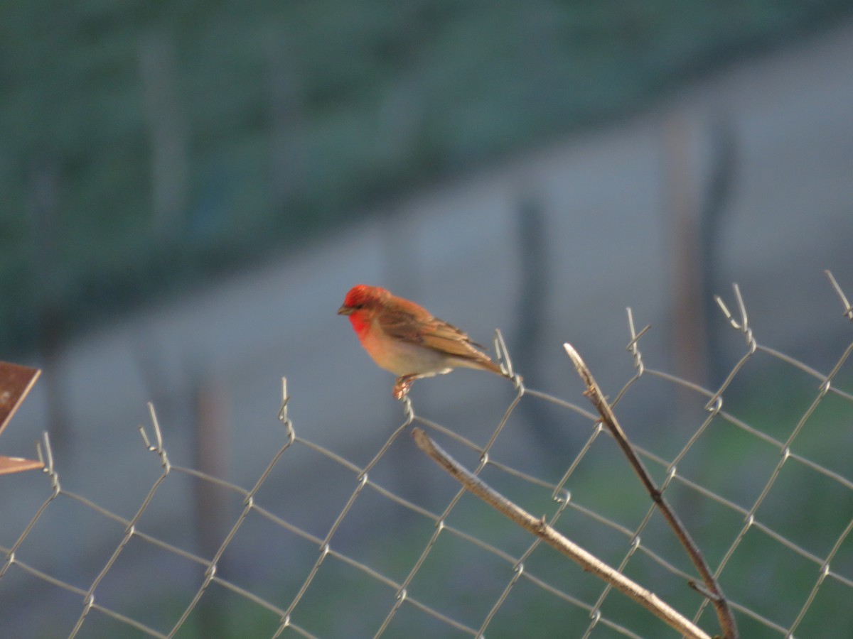 Common Rosefinch - ML646645722