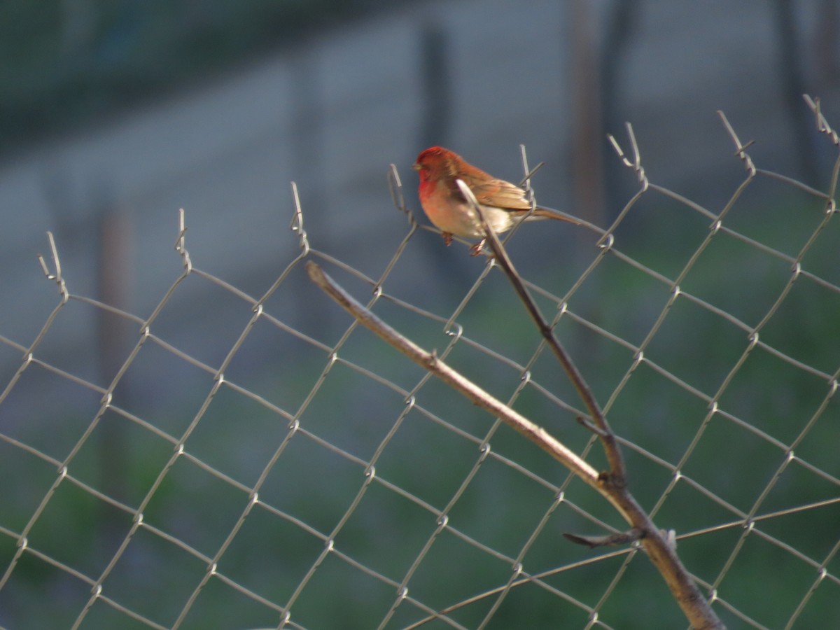 Common Rosefinch - ML646645723