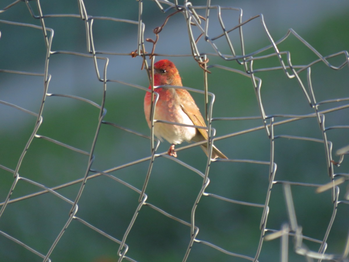 Common Rosefinch - ML646645725