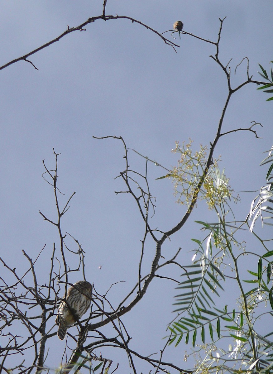 Сичик-горобець перуанський - ML646645726