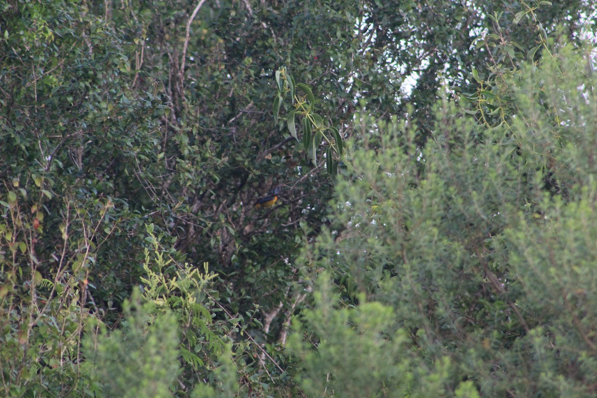 Саяка жовто-синя - ML646645727