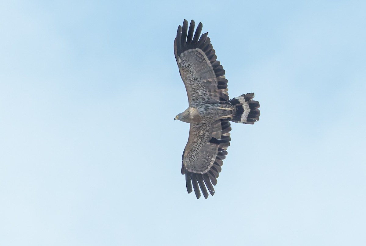 Яструб-сивець африканський - ML646645730