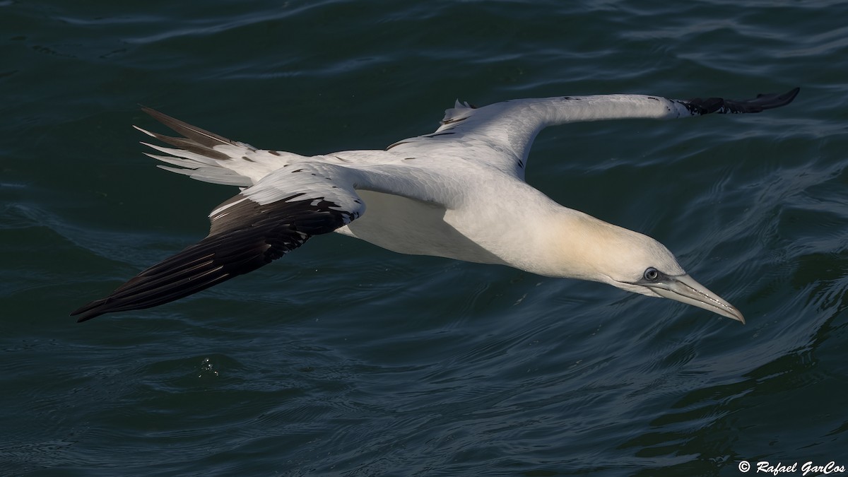 Alcatraz Atlántico - ML646645731
