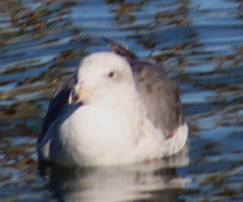 Мартин західний - ML646645732