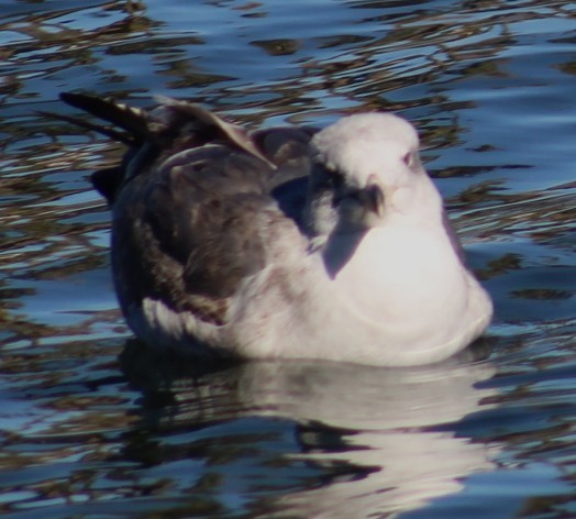 Мартин західний - ML646645733