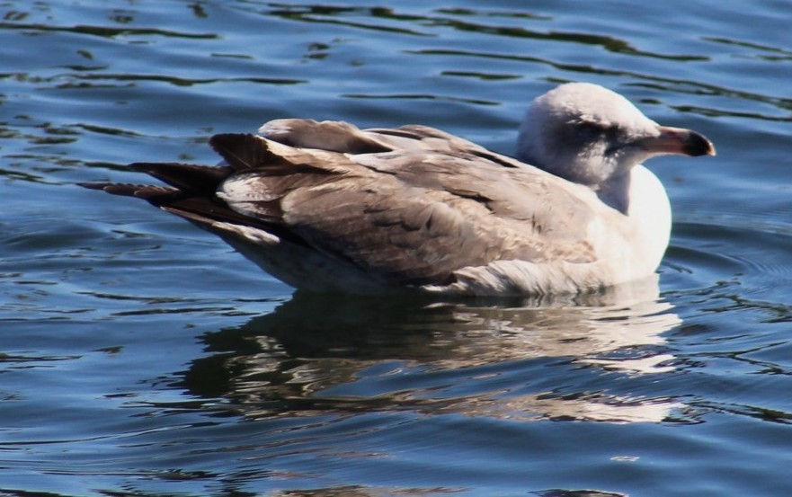 Мартин західний - ML646645734