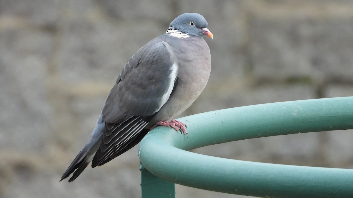 Common Wood-Pigeon - ML646645735