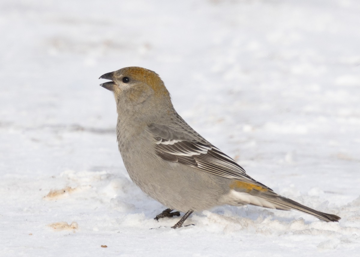 Ciuffolotto delle pinete - ML646645737