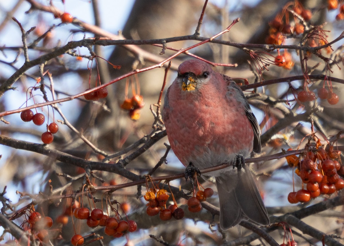 Ciuffolotto delle pinete - ML646645738