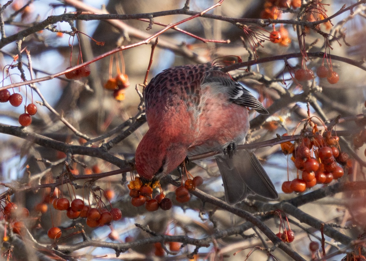 Ciuffolotto delle pinete - ML646645739
