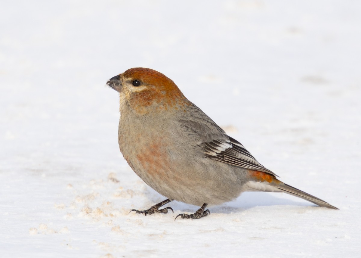 Ciuffolotto delle pinete - ML646645740