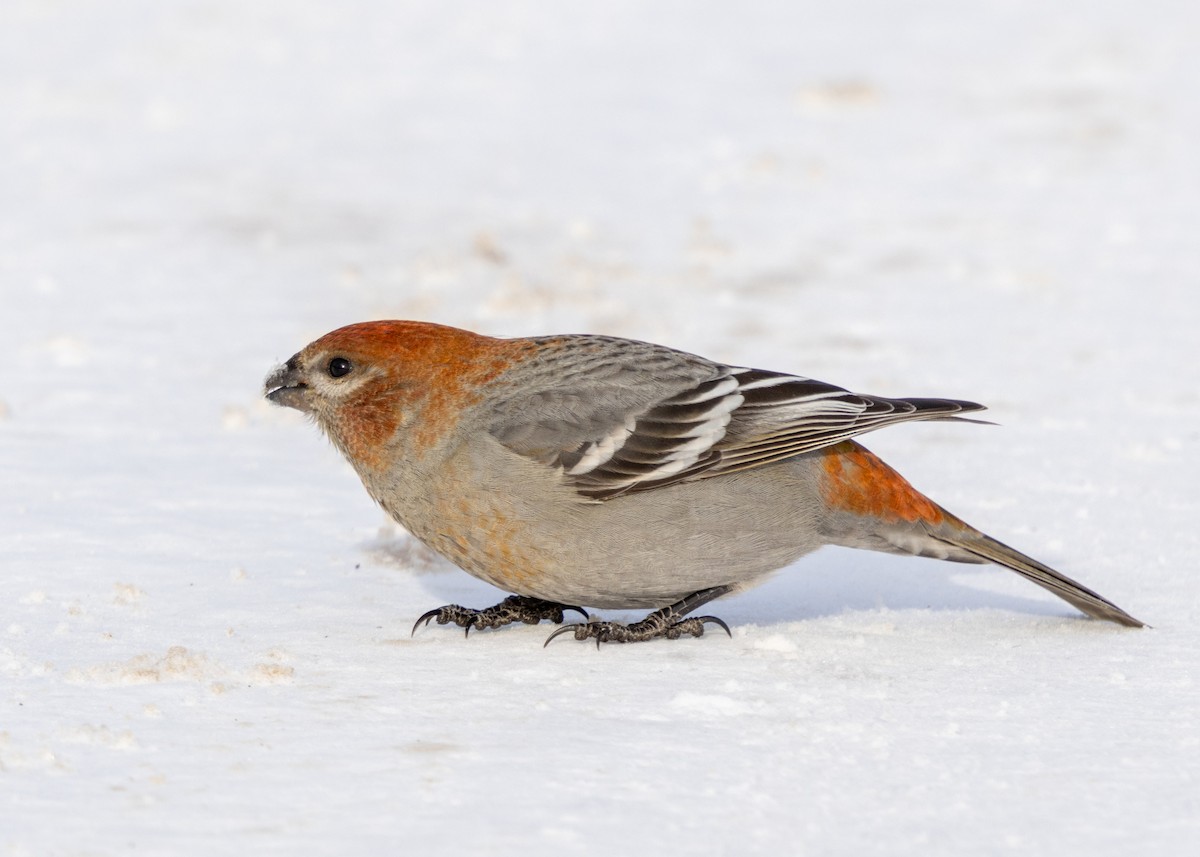 Ciuffolotto delle pinete - ML646645742