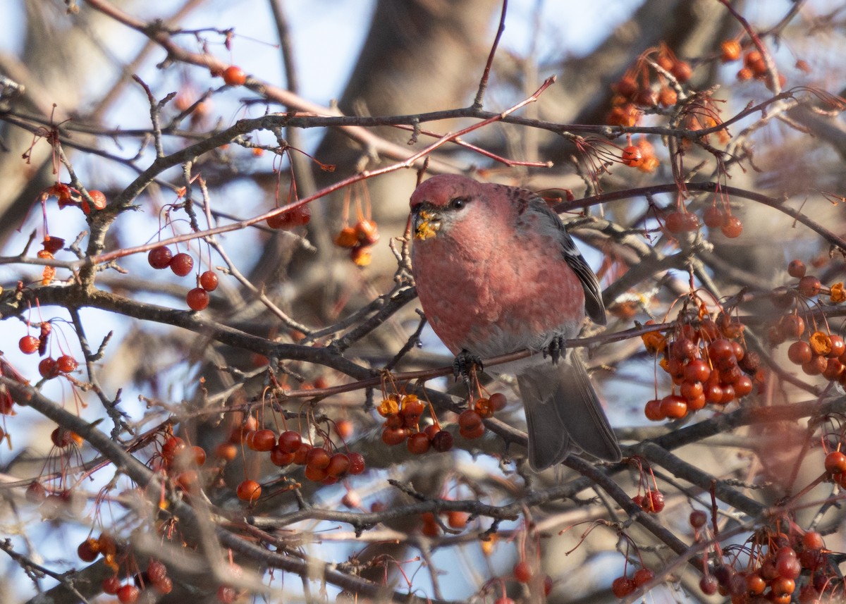 Ciuffolotto delle pinete - ML646645743