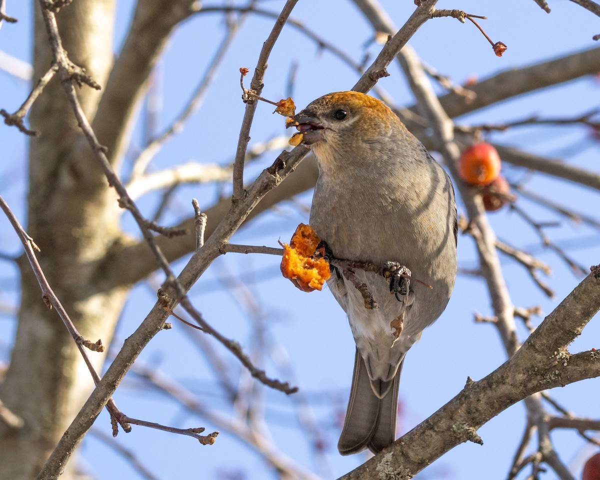 Ciuffolotto delle pinete - ML646645744