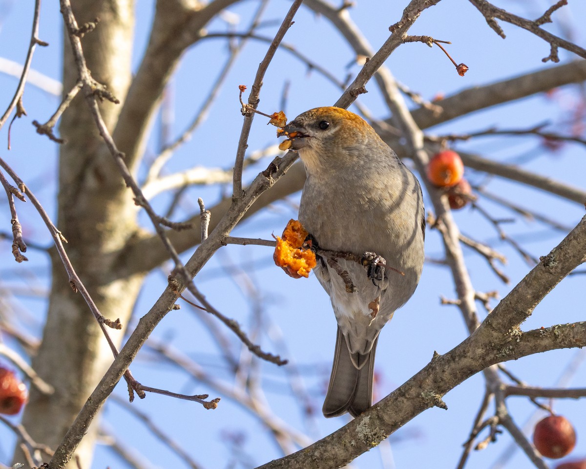 Ciuffolotto delle pinete - ML646645745