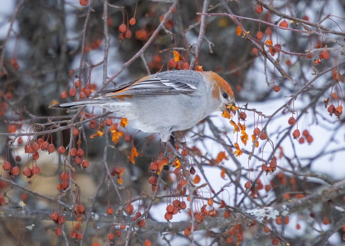 Ciuffolotto delle pinete - ML646645746