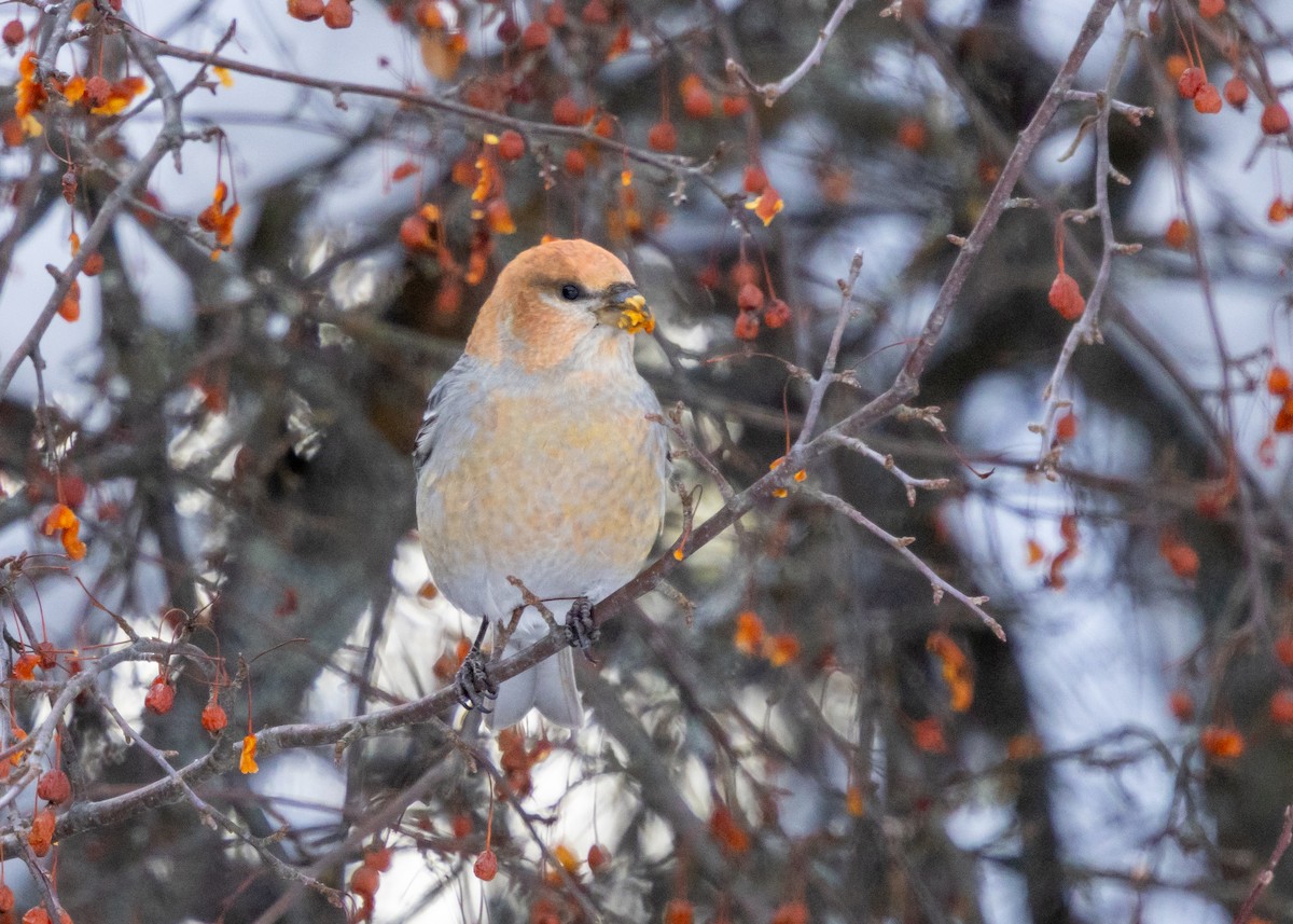 Ciuffolotto delle pinete - ML646645747