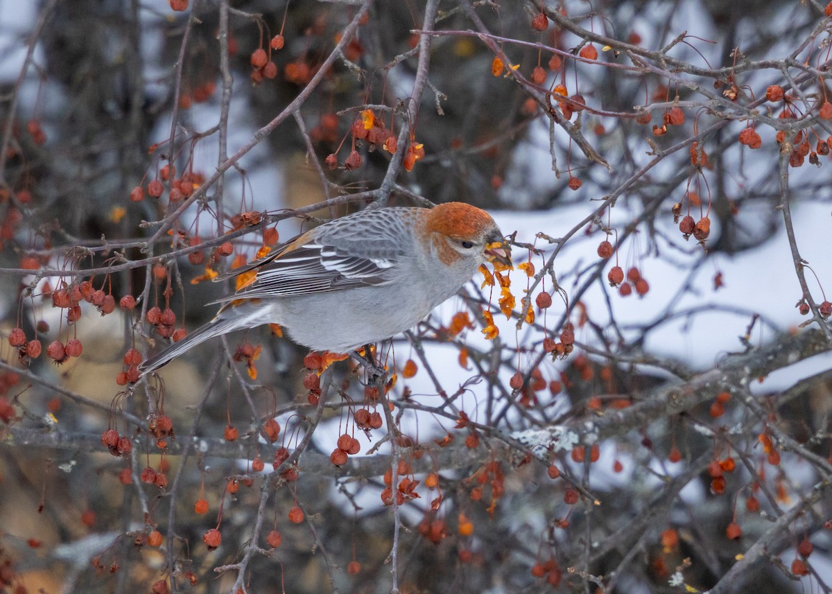 Ciuffolotto delle pinete - ML646645748