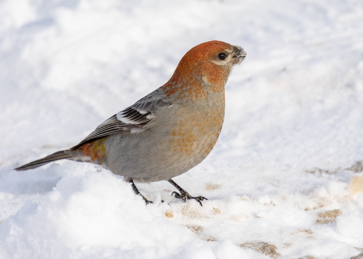 Ciuffolotto delle pinete - ML646645749