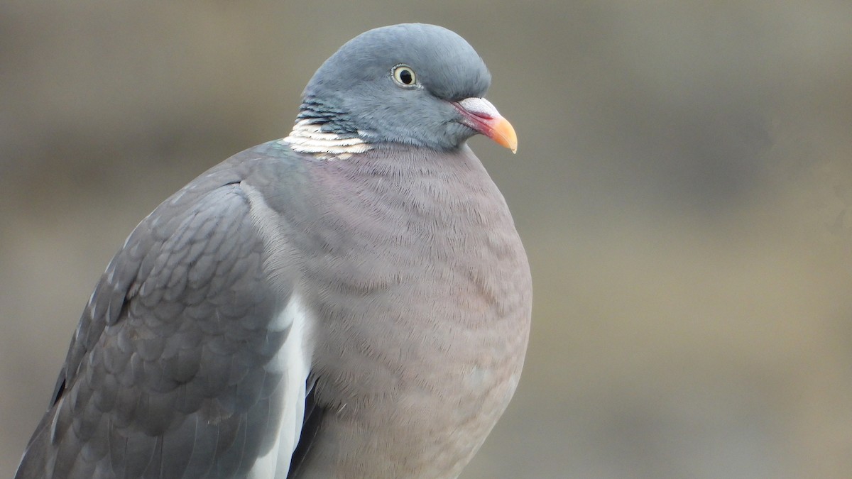 Common Wood-Pigeon - ML646645750
