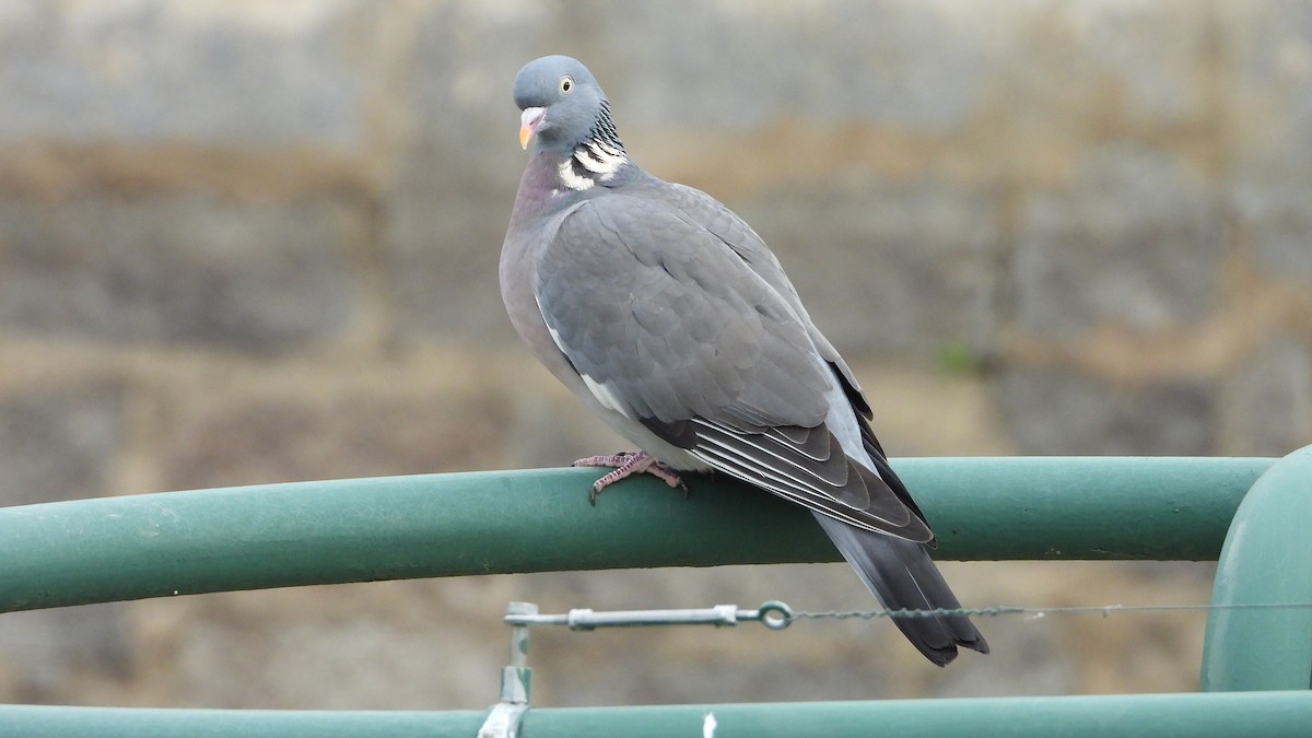 Common Wood-Pigeon - ML646645751