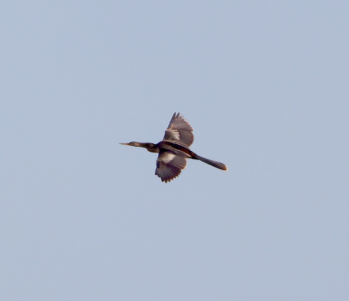Anhinga - ML646645752